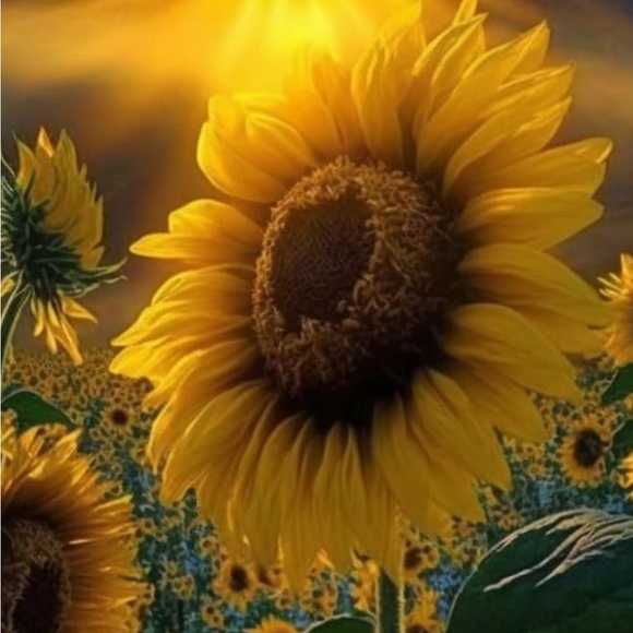 Other - Live Show Notification